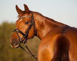 broodmare Kassandra 186 (Württemberger, 2006, from Köpenick)