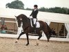 dressage horse Siroccio (Oldenburg, 2007, from Sancisco)