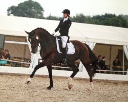 dressage horse Siroccio (Oldenburg, 2007, from Sancisco)