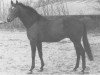 stallion Tepukei xx (Thoroughbred, 1970, from Major Portion xx)