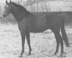 stallion Tepukei xx (Thoroughbred, 1970, from Major Portion xx)