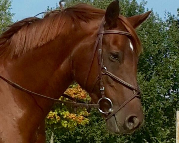 horse Easy red girl (Westphalian, 2007, from Eldino)