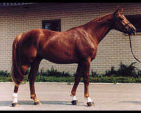 stallion First Bride (Selle Français, 1993, from Paladin des Ifs)