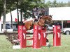 Pferd Quidam Manciais (Selle Français, 2004, von Quidam de Revel)