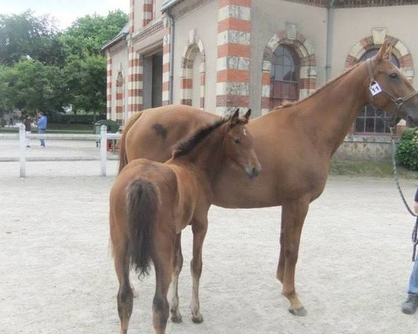 broodmare Mifrane Manciaise (Selle Français, 2000, from Power Light)