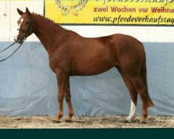 Springpferd Valencia 95 (Hannoveraner, 2010, von Valentino)