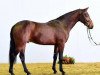 stallion Zinedream (Westphalian, 2014, from Zinedine)