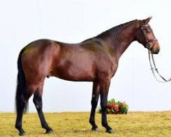 stallion Zinedream (Westphalian, 2014, from Zinedine)