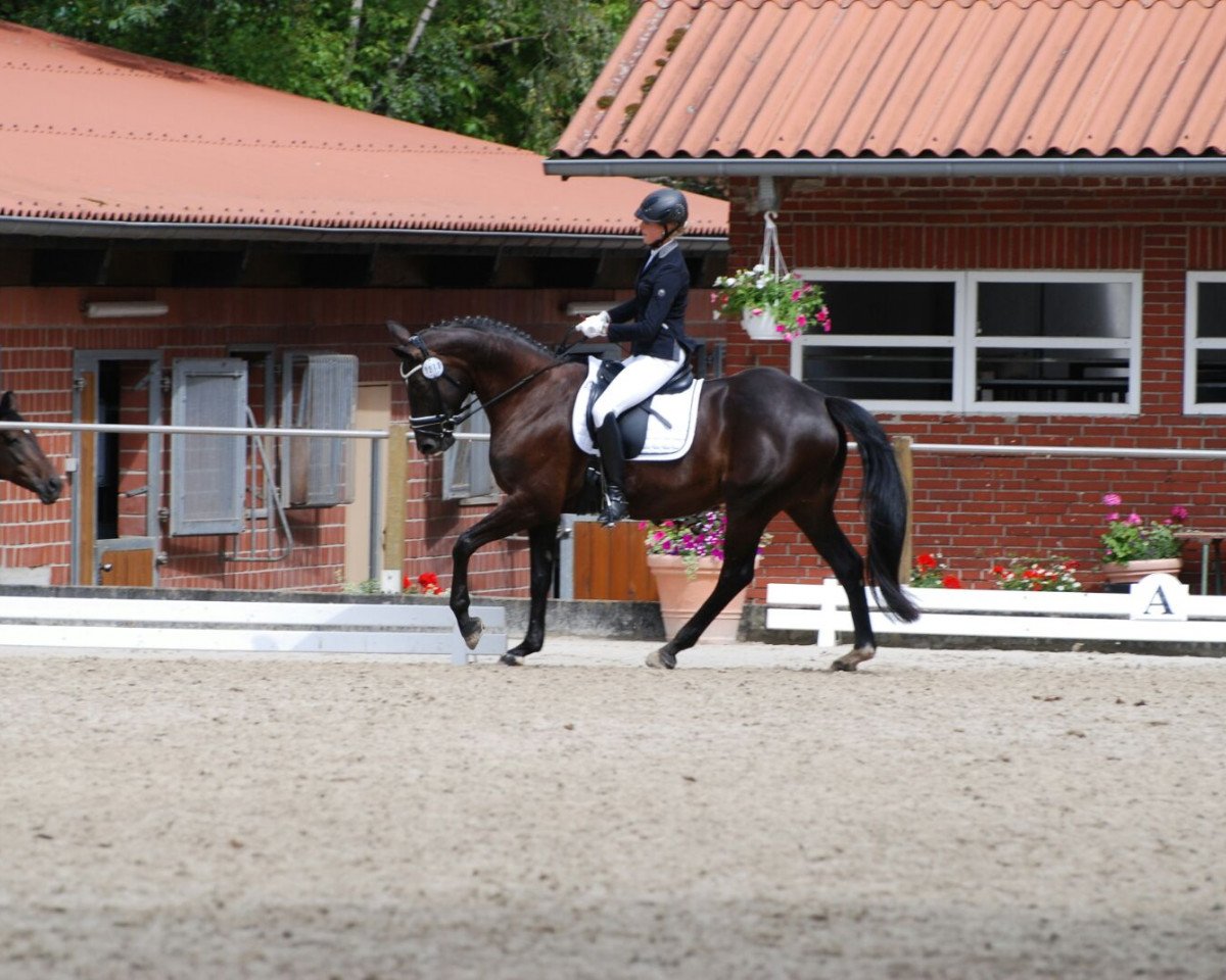 dressage horse Rubiniera (Oldenburg, 2009, from Rubinero 2)