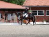 dressage horse Rubiniera (Oldenburg, 2009, from Rubinero 2)