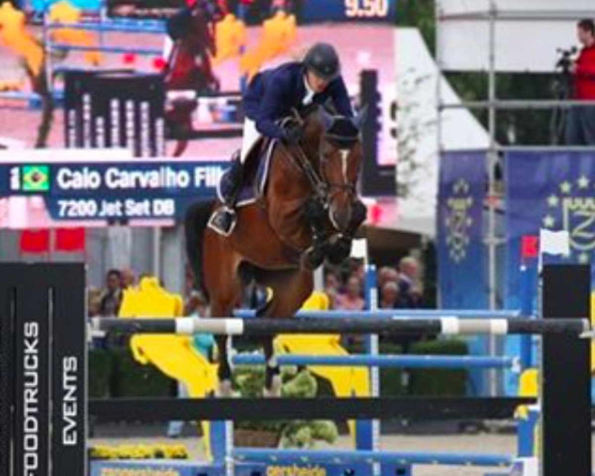 broodmare Jet Set DB (Belgian Warmblood, 2009, from Ogano Sitte)