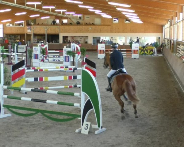 Reitturnier Dettingen 2019