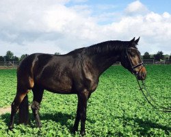 Dressurpferd Rock Legend (Westfale, 2013, von Rock Forever NRW)