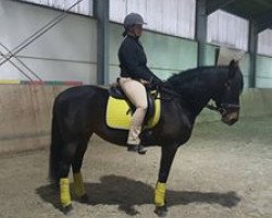 horse Heras (Andalusians/horse of pure Spanish race, 2006)