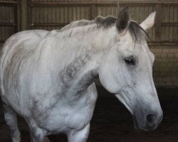 dressage horse Chica de la Luna 8 (unknown, 2007)