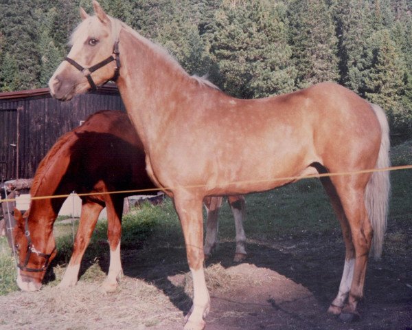 horse Sunlight (New Forest Pony, 1972)