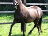 broodmare Valeska (German Riding Pony, 1996, from Valido)