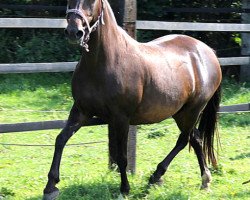 broodmare Valeska (German Riding Pony, 1996, from Valido)