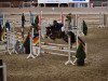 Springpferd Samson Popular (Welsh-Cob (Sek. D), 2011, von Caedelyn Brenin Aur)