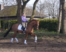 dressage horse Vanvcouvers Bailys (Westphalian, 2012, from Vitalis)