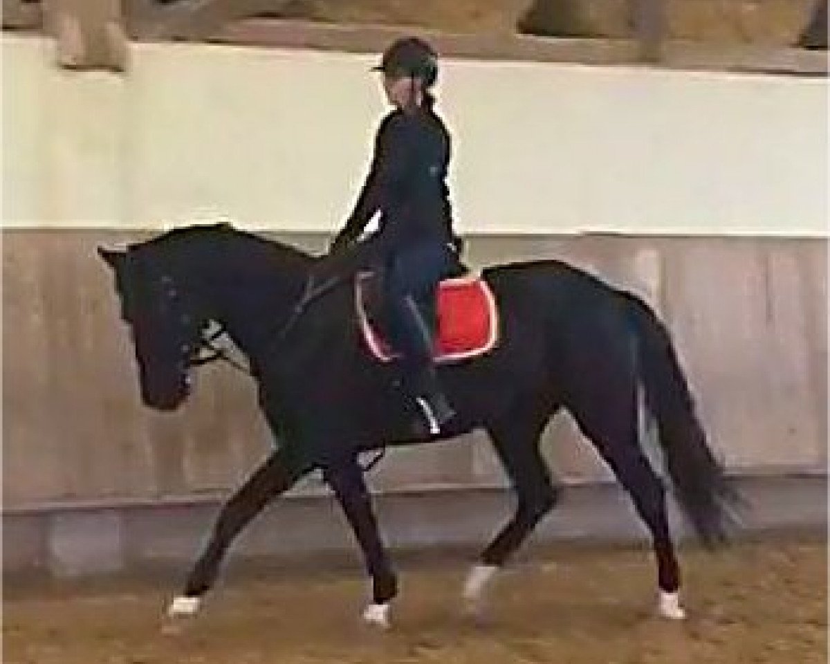 broodmare Féoline (German Sport Horse, 2014, from Fürstenhof)