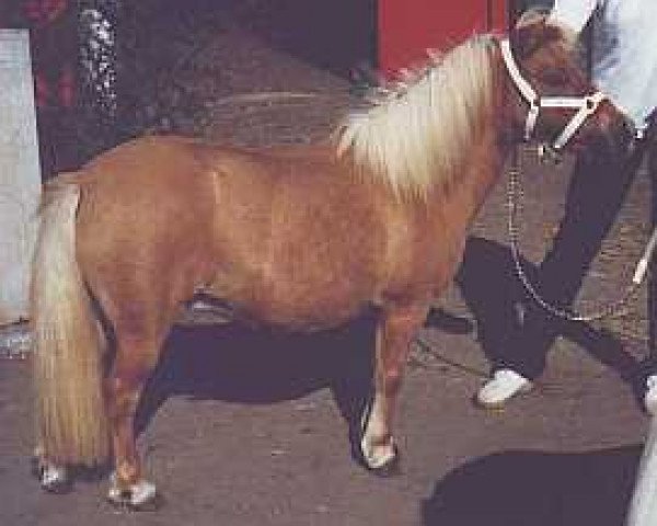 Zuchtstute Franka L.H (Shetland Pony, 1991, von Hayes Hill King Richard II)