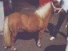 Zuchtstute Franka L.H (Shetland Pony, 1991, von Hayes Hill King Richard II)