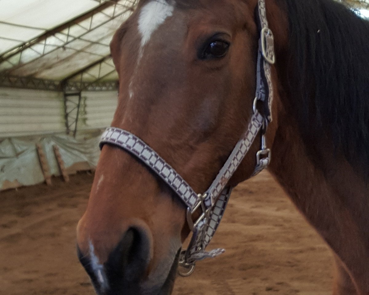 broodmare Lugana II (Holsteiner, 1996, from Corleograf)