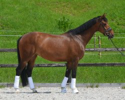 dressage horse Diamond's lovely girl (Hanoverian, 2011, from Diamond Hit)