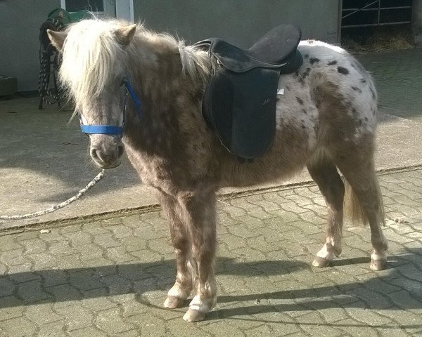 horse Flocky (Dt.Part-bred Shetland pony, 2014, from Flamenco)