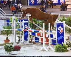 stallion Eclair de Rouhet (Selle Français, 2014, from Champs Elysees)