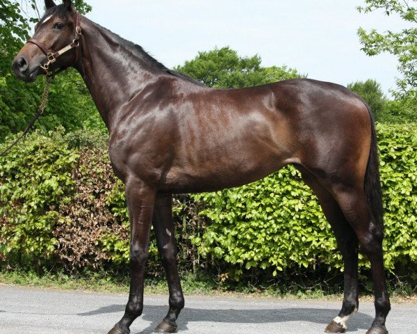 broodmare Seia xx (Thoroughbred, 2008, from Iffraaj xx)