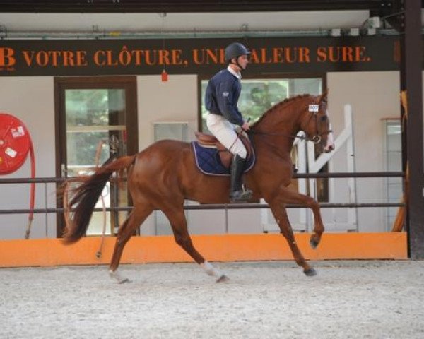 stallion Candy de Nantuel (Selle Français, 2012, from Luidam)