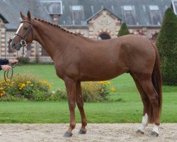 stallion Candy de Nantuel (Selle Français, 2012, from Luidam)