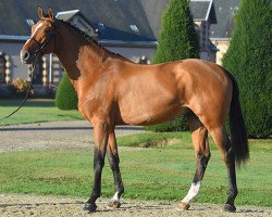 stallion Dream de Baussy (Selle Français, 2013, from Nabab de Rêve)