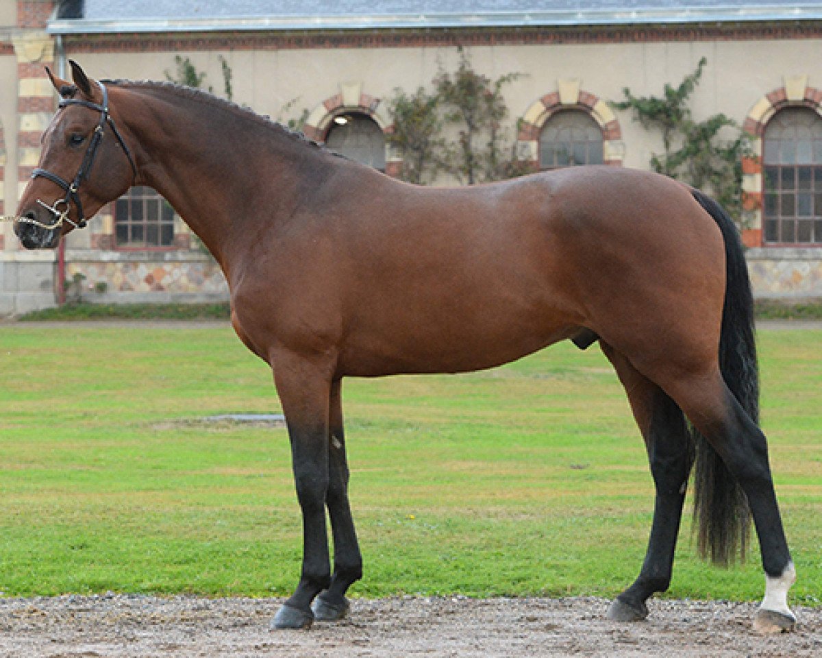 stallion Eiffel Ixe (Selle Français, 2014, from Numero Uno)