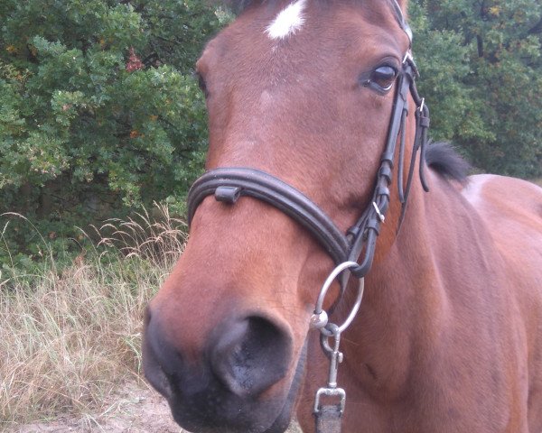 horse Kalif (German Riding Pony, 2004, from Kaiserstolz)