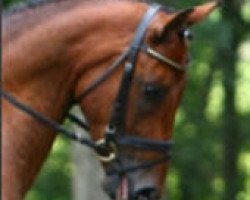 dressage horse Saleo (Oldenburg, 2002, from Sunny-Boy)