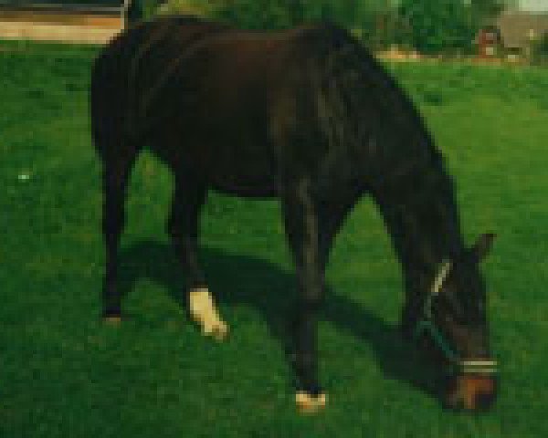 broodmare Germanias Dolly (Oldenburg, 1990, from Chamisso)