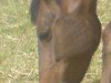 broodmare Galea (Mecklenburg, 1998, from Godanah x)