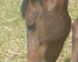 broodmare Galea (Mecklenburg, 1998, from Godanah x)