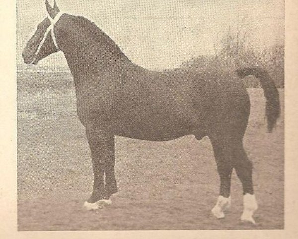 stallion Majesteit (Groningen, 1949, from Jonker Hendrik)
