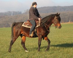 horse Eltar (Arabian thoroughbred, 2013, from Kahil Al Shaqab ox)