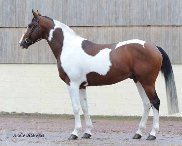 stallion Vaillant de Grisy (Selle Français, 2009, from Utah van Erpekom)