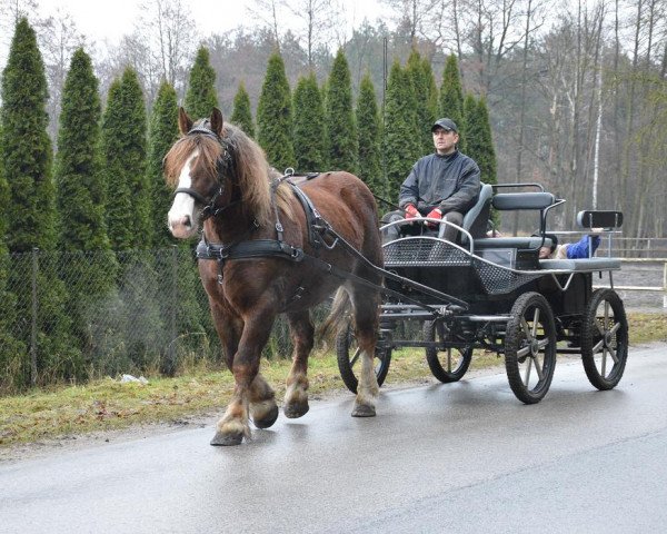 Pferd Arnold (Polnisches Kaltblut,  )