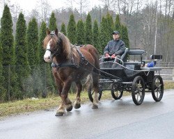 Pferd Arnold (Polnisches Kaltblut,  )