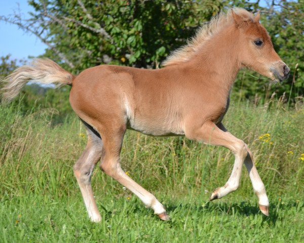 horse Finea (German Classic Pony, 2016, from KC Coyne Connection)