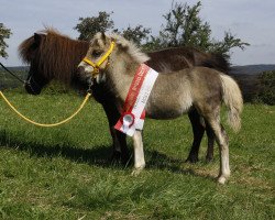 Pferd Flamina (Deutsches Classic Pony, 2016, von KC Coyne Connection)