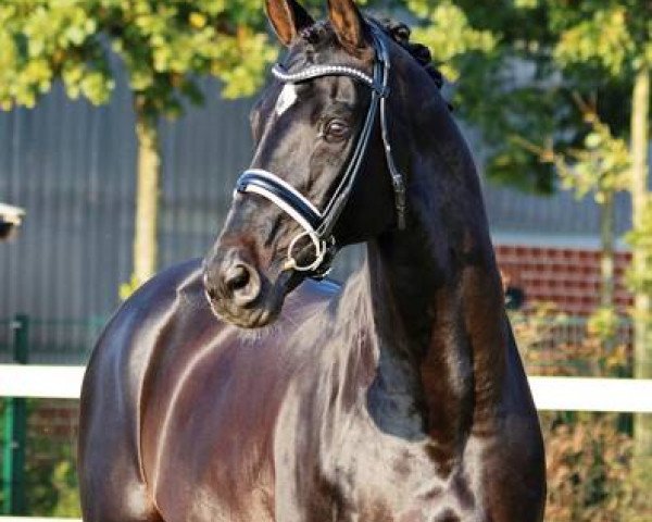 stallion Christ (Hanoverian, 2005, from Competent)