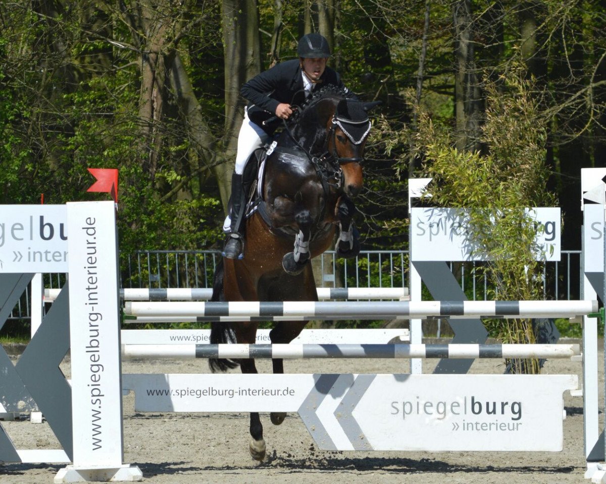jumper Clever Girl 10 (Westphalian, 2010, from Corlensky G)